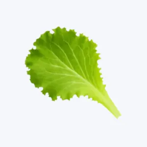 Cookout menu fresh crisp lettuce topping